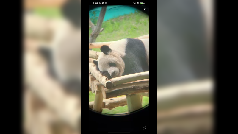 大熊猫睡觉呼吸好厉害