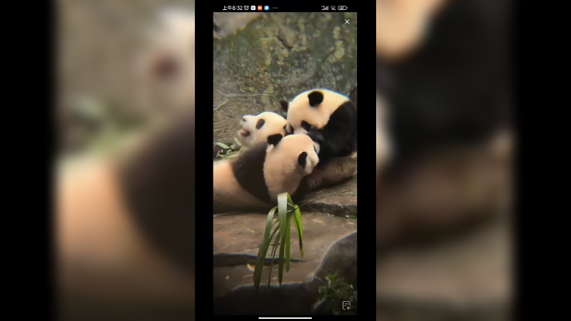 几只大熊猫坐着吃竹子好可爱啊