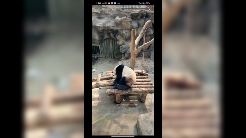 大熊猫在室内玩耍好可爱啊