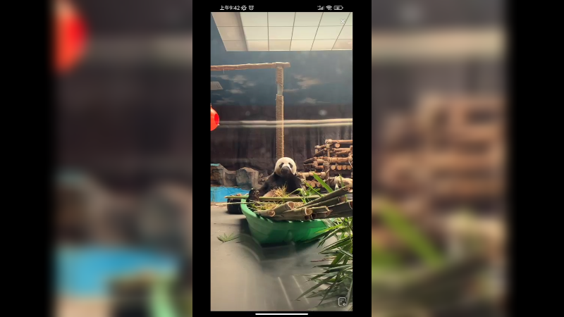 大熊猫坐船上吃竹子快乐的