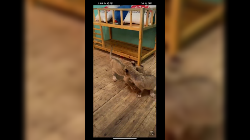 两只小狮子互相嬉闹，好可爱啊