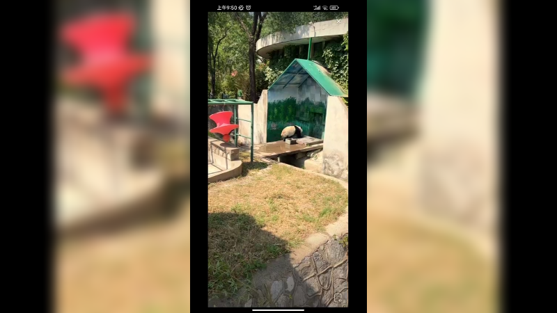 大熊猫在门口来回走想回去休息了