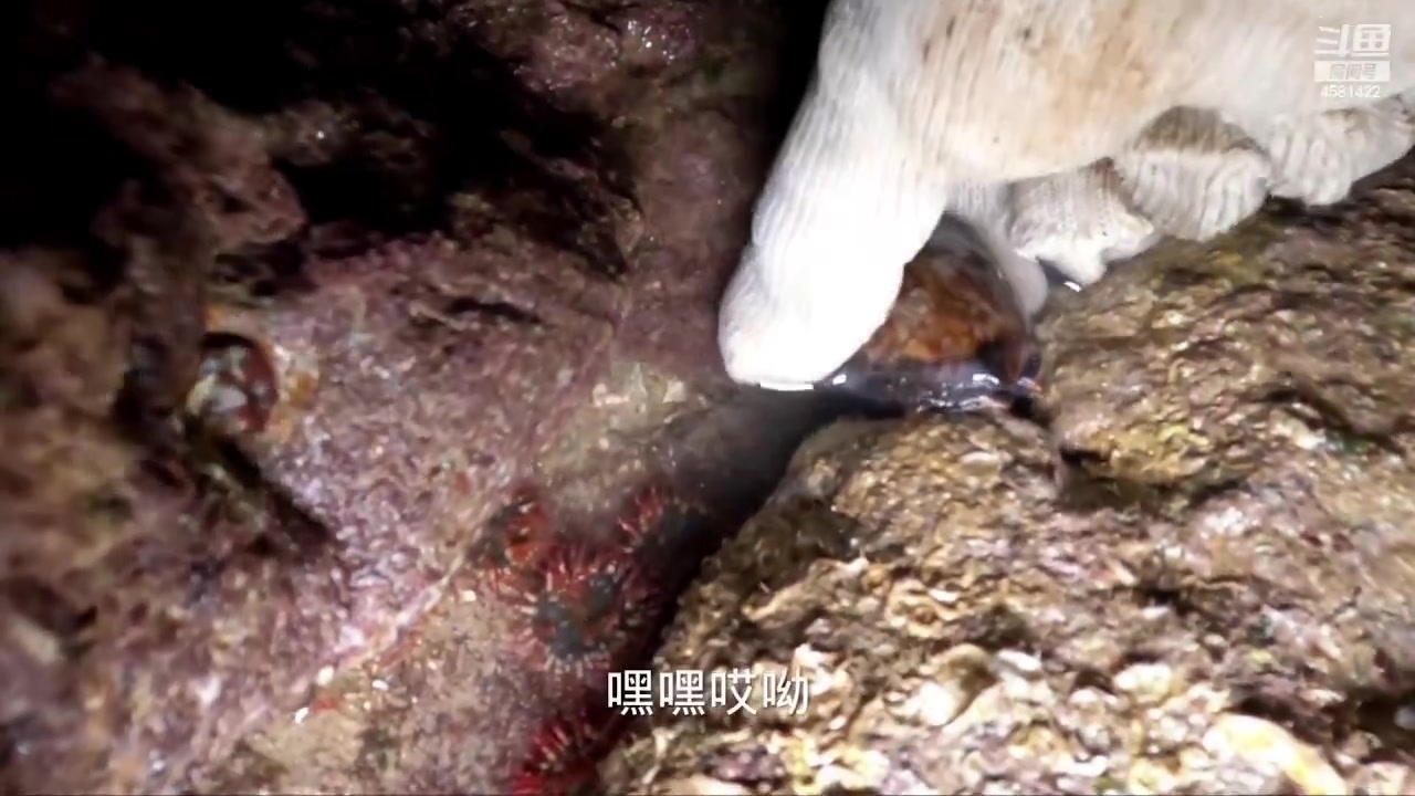 【2023-06-11 21点场】迷人的卿姐姐i：我回来啦~~~