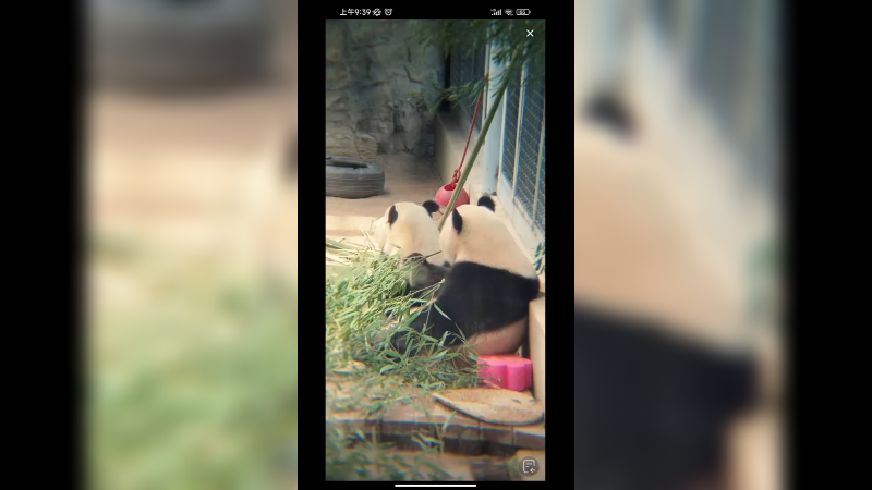 双胞胎大熊猫萌宝和萌玉在吃竹子，背着的是姐姐萌宝