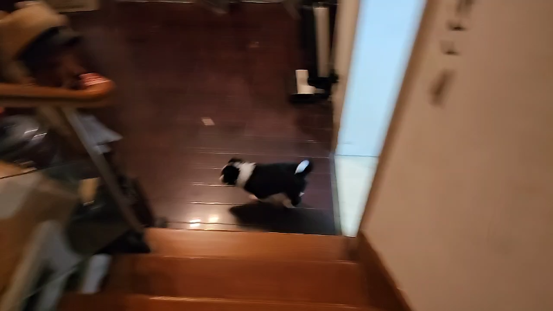 猫怕狗