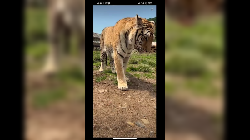 老虎每天握在铁门附近等吃肉