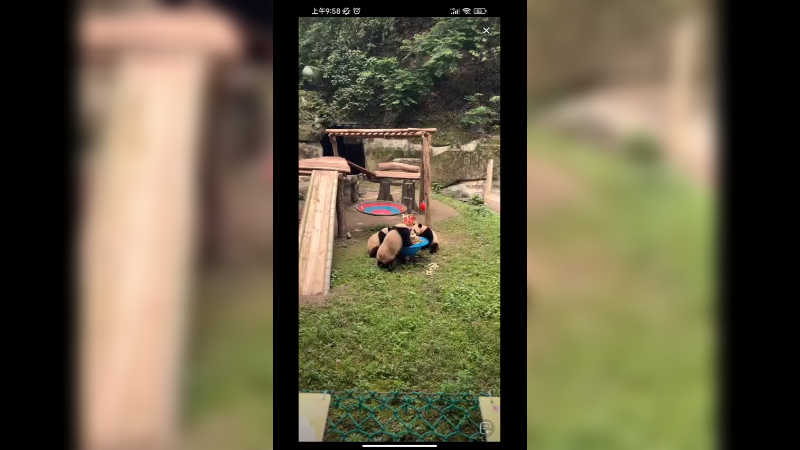 四只大熊猫在吃饭，好可爱啊