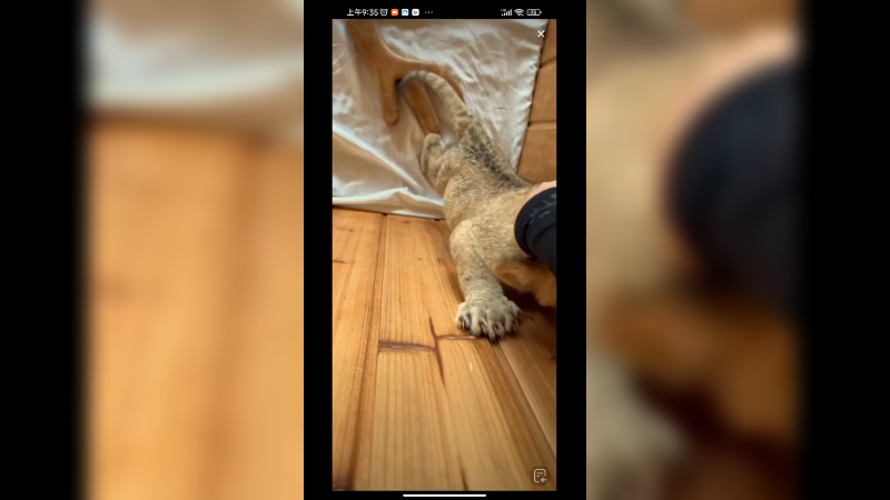 小狮子天天玩耍好快乐啊