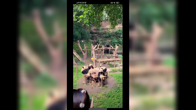 四只小大熊猫吃竹笋好可爱的