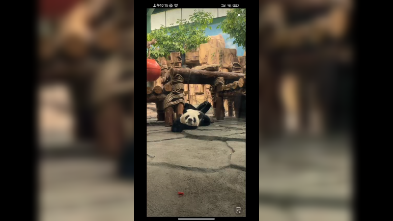 大熊猫在睡觉，看起来好搞笑啊