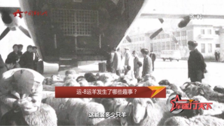 “500多只羊坐飞机”运-8运羊发生了哪些趣事？