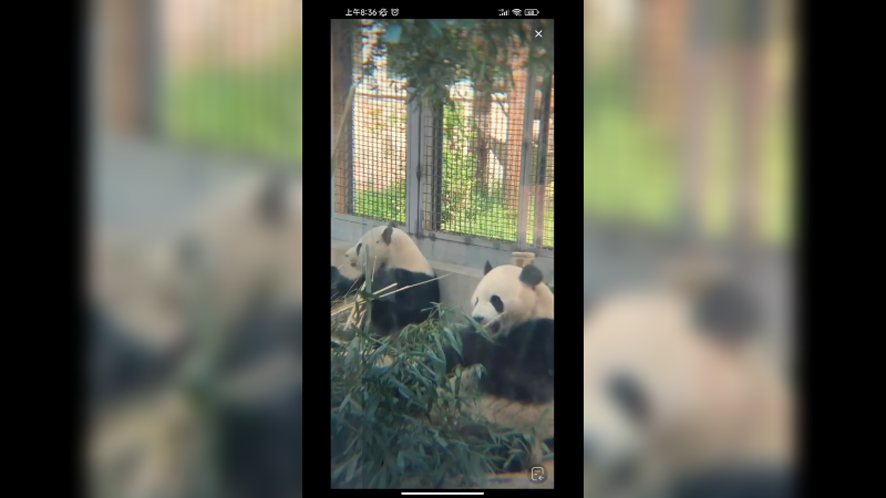 双胞胎大熊猫萌宝萌玉在吃竹子