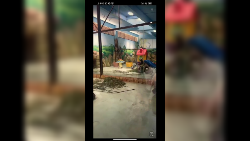 大熊猫在室内玩好可爱啊