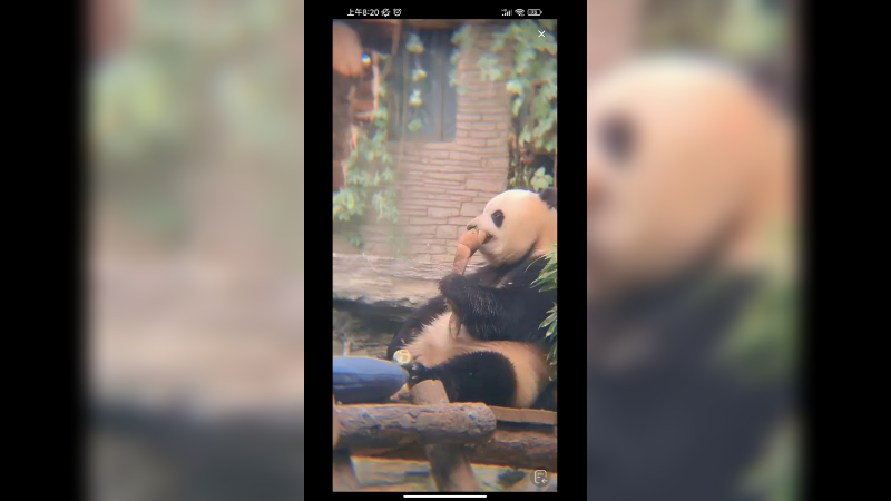 大熊猫胖大海吃竹子好可爱啊