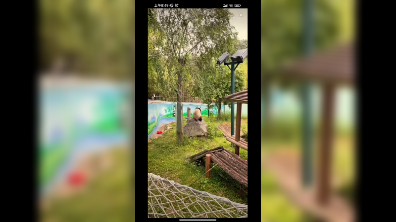 大熊猫吃饱开始整活，好灵活的大胖子