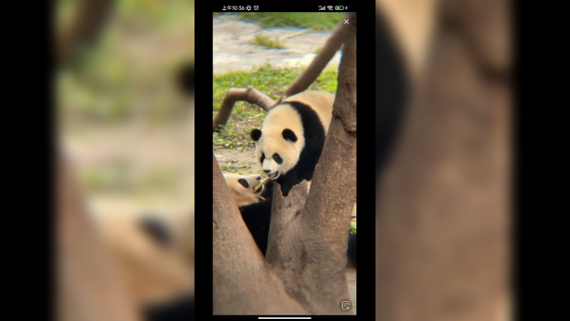 两个小的大熊猫在玩，大熊猫妈妈去吃竹子了