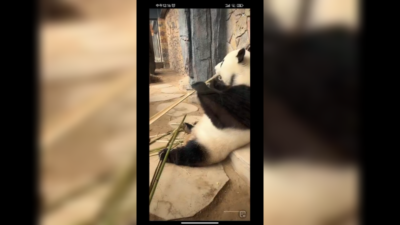 大熊猫坐着吃竹子好可爱的