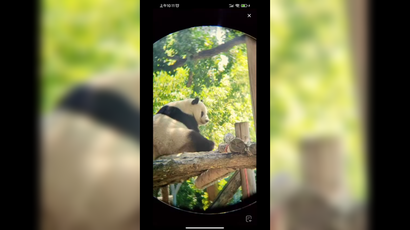 大熊猫萌萌可爱啊