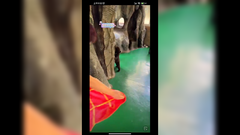 看小黑熊穿上了袈裟会怎么样呢？有点懵圈啊