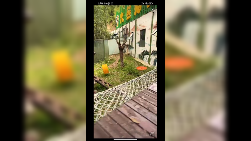 大熊猫很喜欢躺着吃竹笋啊