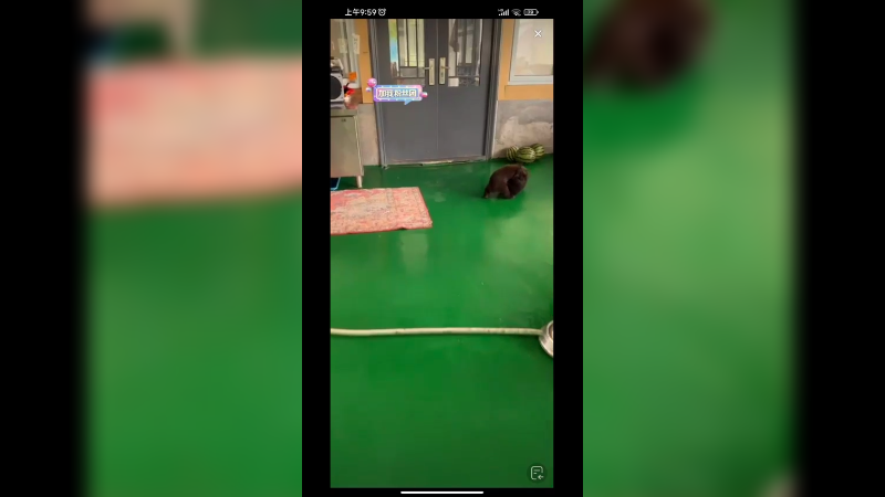 小黑熊又菜又爱玩，小老虎很厉害啊