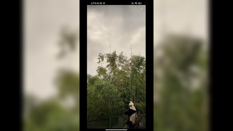 大熊猫爬树墩上看天空，好可爱啊