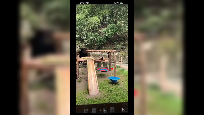 几只大熊猫在户外游玩，好惬意