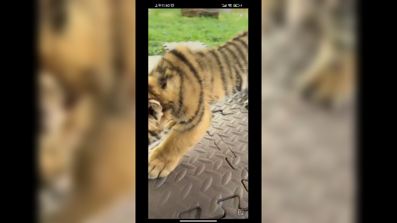 小老虎看起来很大了，其实才一个月，走路都不稳