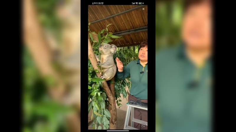 考拉在安静的吃东西，挺可爱啊