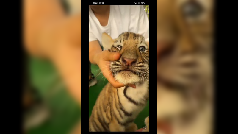 小老虎真可爱啊，很乖啊