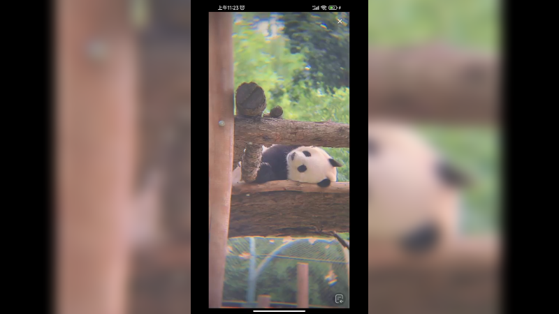 大熊猫睡午觉好可爱啊