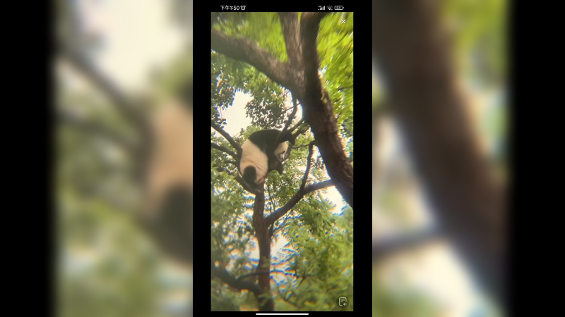 北动挂件小白天今天下雨在树上休息，她好喜欢啊