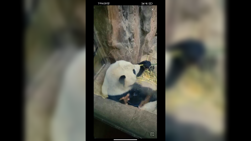 北动影后萌萌在室内吃竹子，好可爱啊