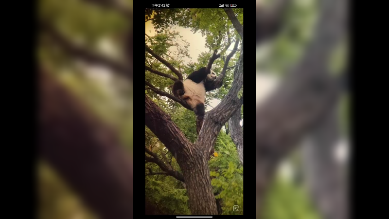 北动挂件小白天在树上休息