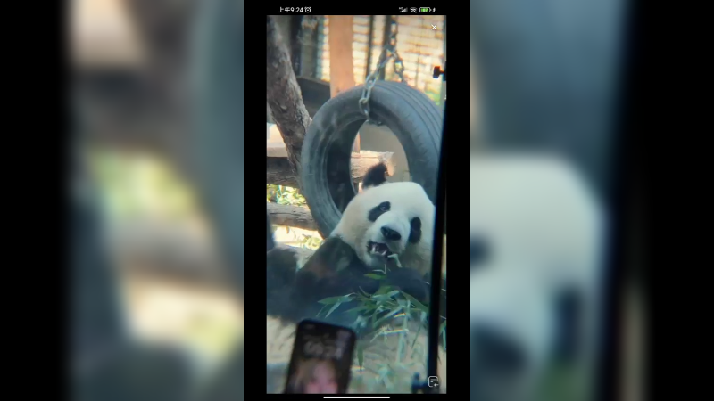 双胞胎姐妹萌宝和妹妹萌玉吃竹子