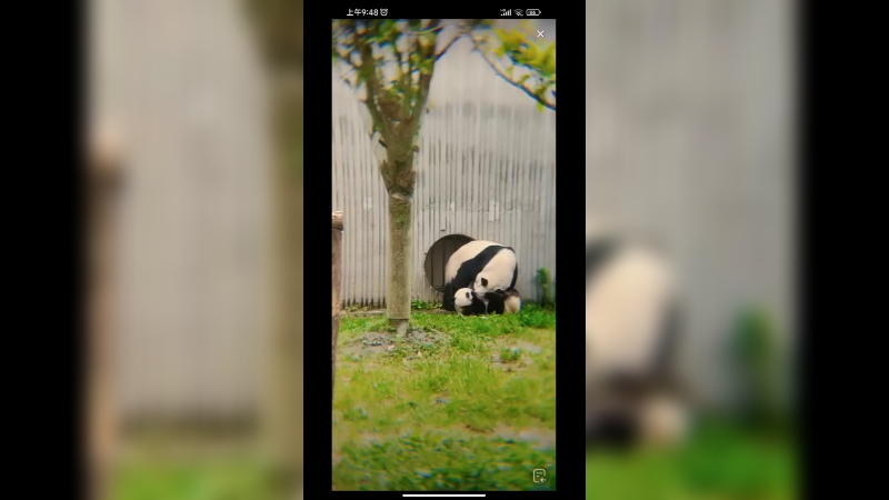 大熊猫带娃游玩，好可爱啊