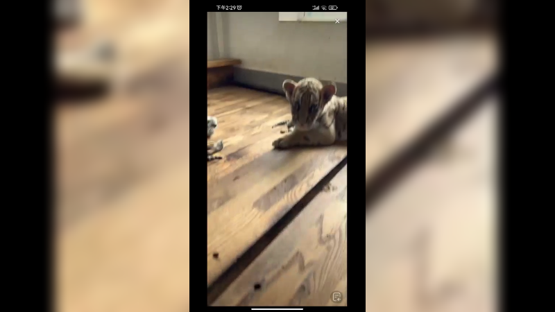 小老虎好可爱啊，呆萌呆萌的