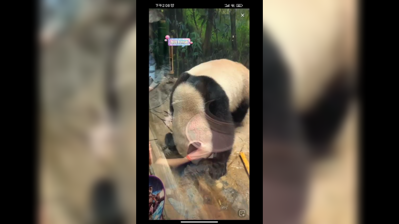 大熊猫坐着和游客面对面吃竹子