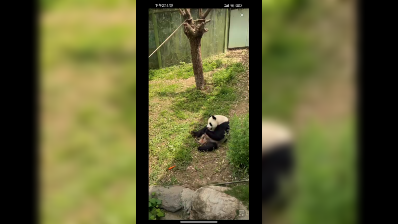 大熊猫在户外坐着吃胡萝卜，好可爱啊