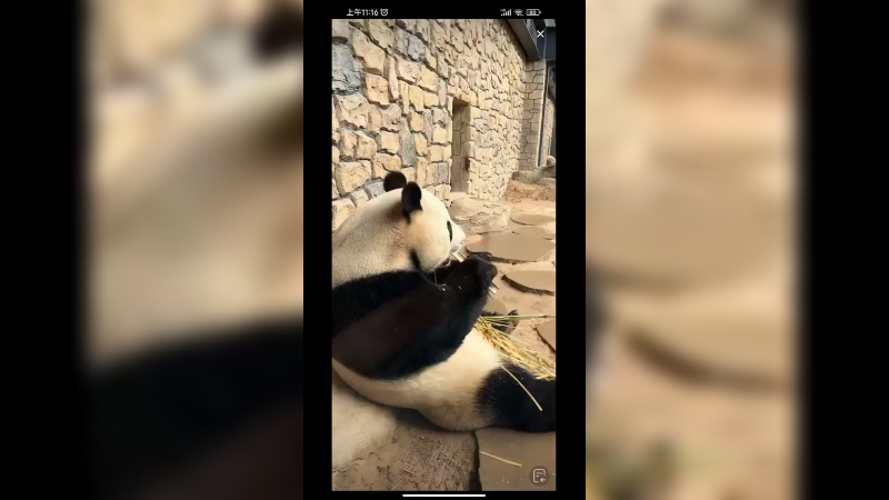 大熊猫坐着吃竹子好香啊