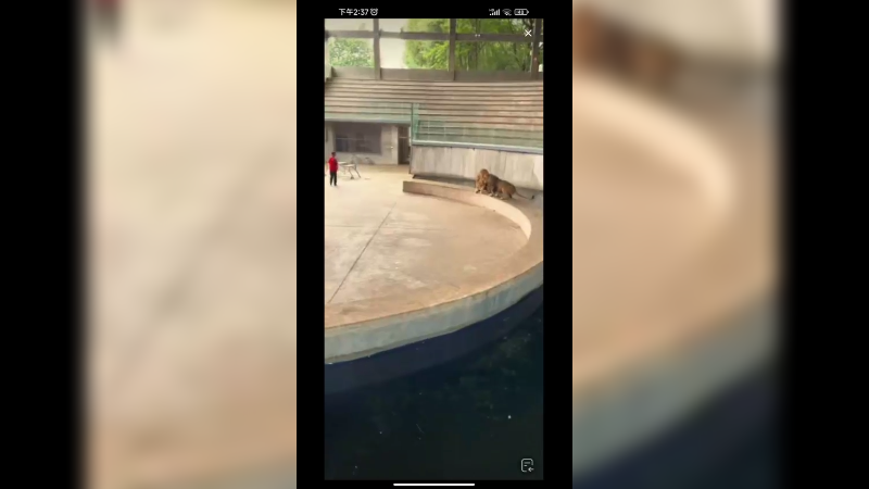 在动物园看老虎表演，老虎很聪明啊