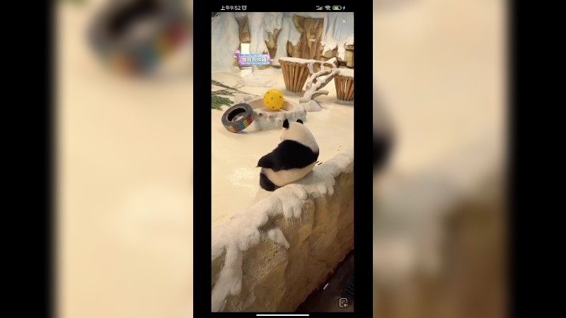 大熊猫在发呆思考啊