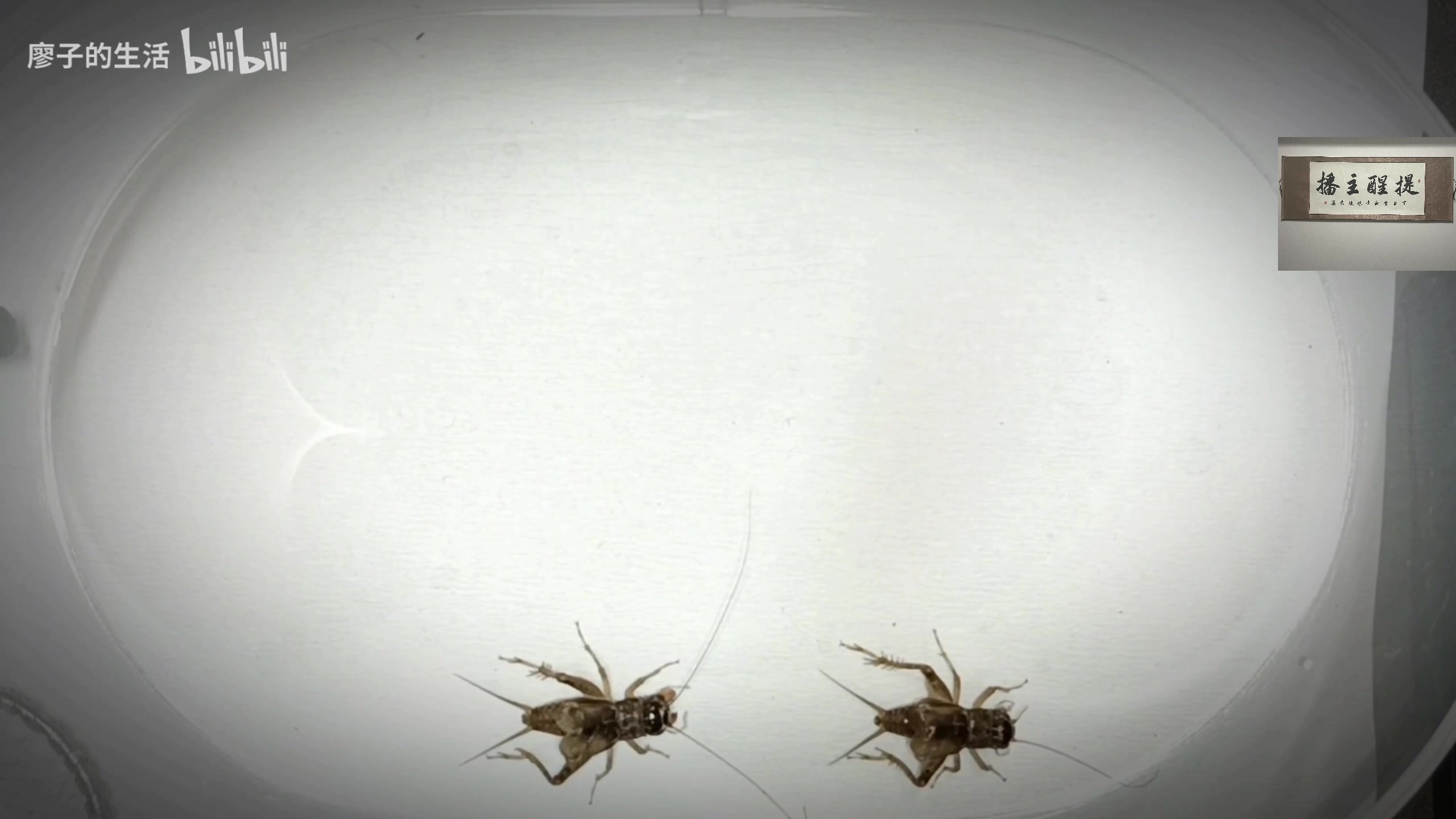 【2023-06-21 03点场】章随便先生：最新辣鸡恐怖游戏demo