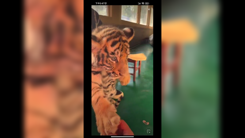 小老虎和小黑熊玩的开心