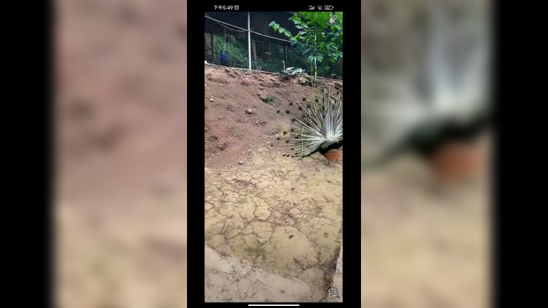 来看孔雀开屏啊