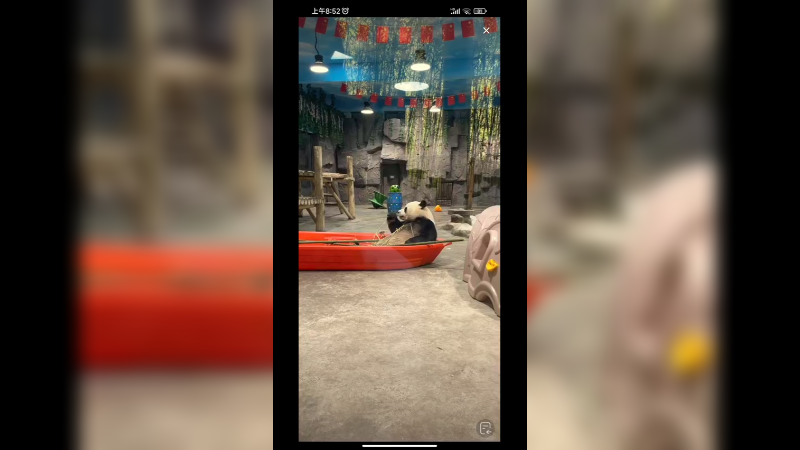 大熊猫吃竹子好快乐