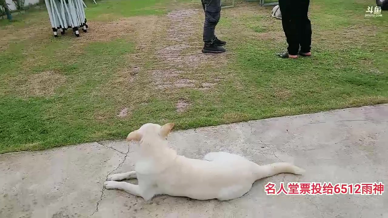 【2023-06-23 15点场】洪湖小肖：名人堂给6512雨神投票 337852