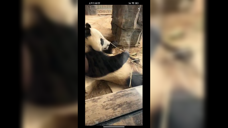 大熊猫躺着吃竹子，快乐的