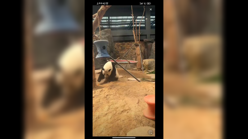 大熊猫在门口想回去了啊