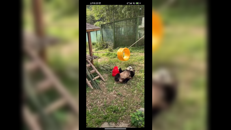 大熊猫在户外吃东西，还知道拿鞋子里的胡萝卜